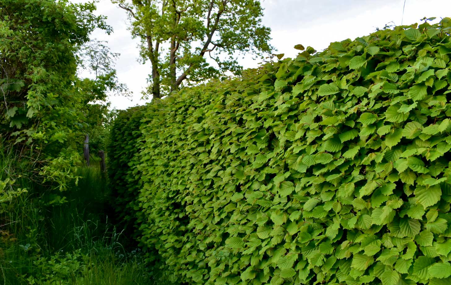 Häckplantering i Stockholm