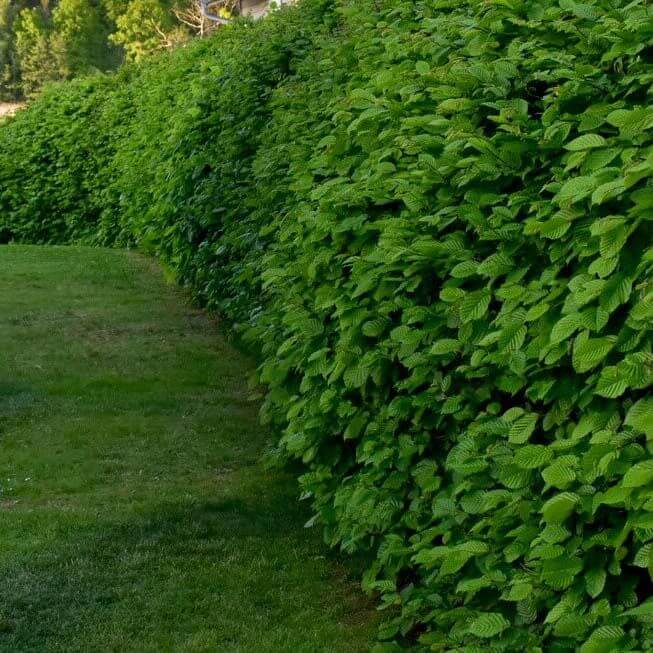 Häckplantering avenbokshäck