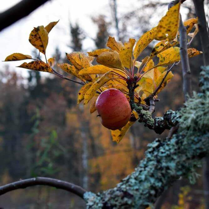 Höst- och vårstädning