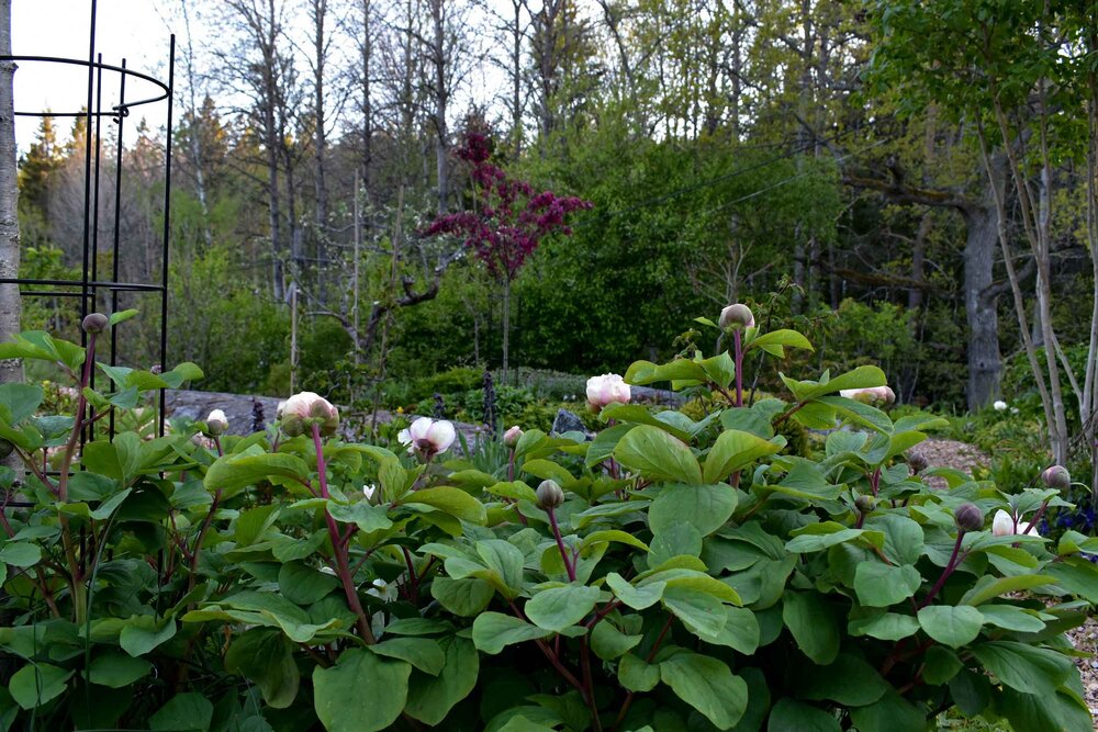ROT-avdrag trädgård