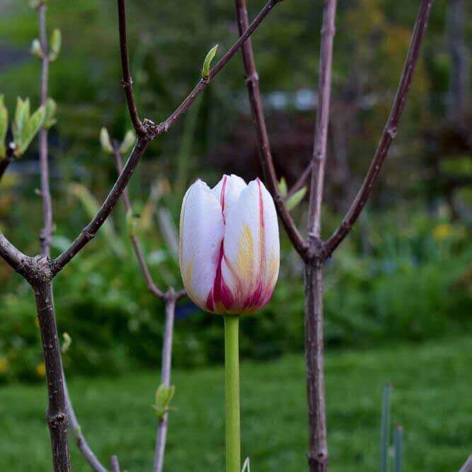 Plantering