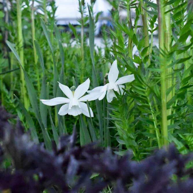 Vårstädning trädgård